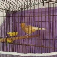 دو عدد قناری مست خون با سه سره چهار گل