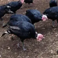 بوقلمون محلی