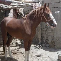 کرنک چهار قلم سفید یورقه|اسب و تجهیزات اسبسواری|ملکآباد, |دیوار