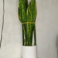 گل آپارتمانی زیبا|گل و گیاه طبیعی|کوچصفهان, |دیوار