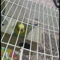 مرغ عشق