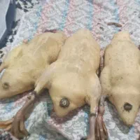 غاز واردک محلی پاک شده