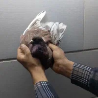 فروش ۵عدد کفتر پرشی درجه یک و عالی|پرنده|اردکان, |دیوار