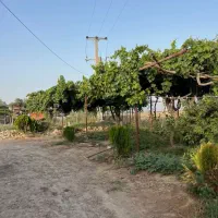 فروش زمین کشاورزی و باغ|فروش دفتر صنعتی، کشاورزی، تجاری|گنبد کاووس, |دیوار