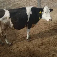 گاوباگوساله