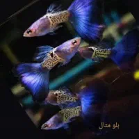 گوپی های وارداتی تایلندی