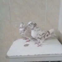 دوتا ماد درجه یک پرشی پیس|پرنده|خمینیشهر, |دیوار