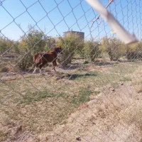 کره نریون|اسب و تجهیزات اسبسواری|تربتحیدریه, مظفریه|دیوار