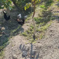 تخم مرغ نطفه دار لهستانی