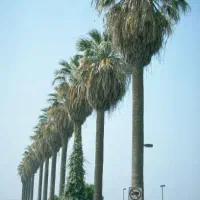 فروش درخت پالم ۱۵ ساله برگ پهن