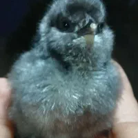 جوجه‌و‌نیمچه‌گلین