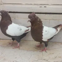 کبوتر سینه ای.کله دم.پروندنی