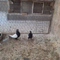 سلام فروش|پرنده|بهبهان, |دیوار