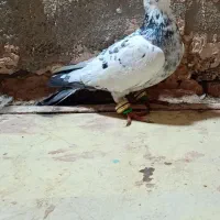 کبوتر سار پشت سرخ گم شوده
