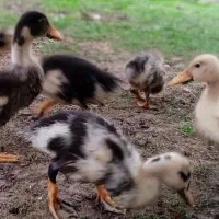 جوجه اردک محلی