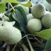 نهال گردو پیوندی ژنوتیپ فرنور چندلر دانه درشت