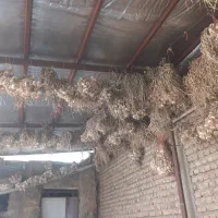 سیر.بذر.