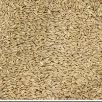 سلام ۵۰۰ کیلو گندم فروشی برا کبوتر مرغ یا گوسفند