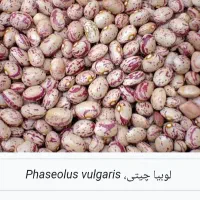 لوبیا چیتی بذری کوشا