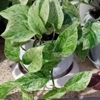 انواع گلهای طبیعی|گل و گیاه طبیعی|ماسال, |دیوار