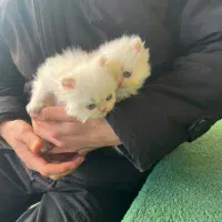 گربه پرشین|گربه|شیراز, آزادی|دیوار