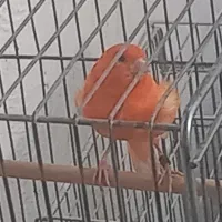 قناری نر وماده قرمز و زرد