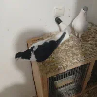 کفتر چادری چپ|پرنده|ری, علایین|دیوار