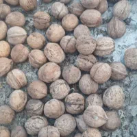 گردو