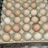 تخم مرغ نطفه دار لوهمن