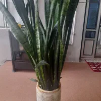 گل سانسورها شمشیری (صحنه)