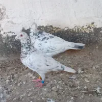 یه‌جفت‌ساسرور‌جفتکاه