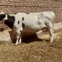 گاوشیری ابستن|حیوانات مزرعه|تربتحیدریه, بالا ولایت|دیوار