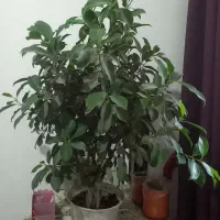بنسای|گل و گیاه طبیعی|رشت, کوی حسینی|دیوار