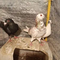 کبوتر پرنده