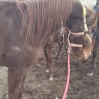 کره نریان۳قلم سفیدچهارنشانکره طغیان فروش بصورت چکی