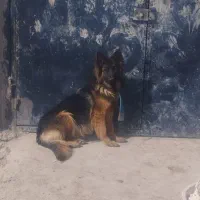 ژرمن شپرد ماده اصیل