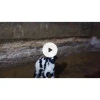 بره نر شیری