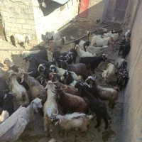 بزغاله نر چاق