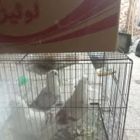 کبوتر روکتی|پرنده|خمینی‌شهر, |دیوار