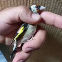 فروش چنتا سهره دورگ صاف گرده