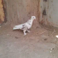سلم سالم