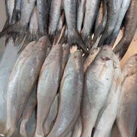 ماهی فروشی ناخدا|خوردنی و آشامیدنی|فولادشهر, B7|دیوار