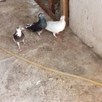 کفتر