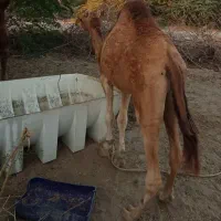 شتر نر دو سال . ماده اوس|حیوانات مزرعه|بند زرک, |دیوار