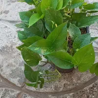 کاج مطبق و|گل مصنوعی|آبدانان, |دیوار