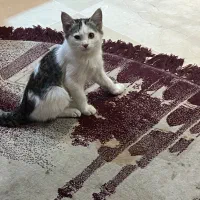 واگذاری گربه