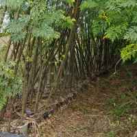 فروش عمده نهال به صورت سطل نایلکس و گل بر|خدمات باغبانی و درختکاری|دلند, |دیوار