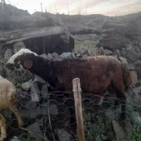 بره نر (قوچ) یک ساله نژاد دار
