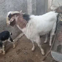 پازن|حیوانات مزرعه|سعدآباد, |دیوار