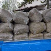 ذرت علوفه ای